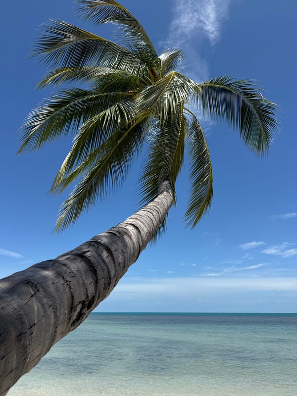 Palm trees, beach shadows, and a parked motorcycle on Ko Samui