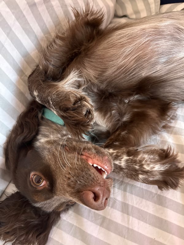 Family outing, playful dog, injury recovery captured in Chaikovsky