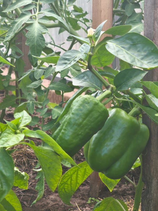 Greenhouse crops documented in Kady, Russia