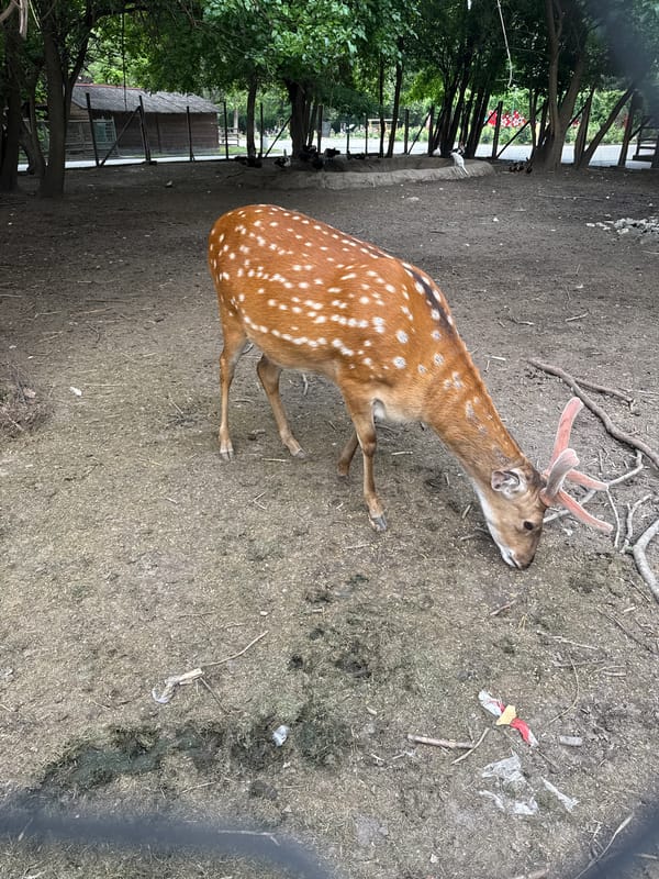 Deer spotted in Pazardzhik, Bulgaria countryside area