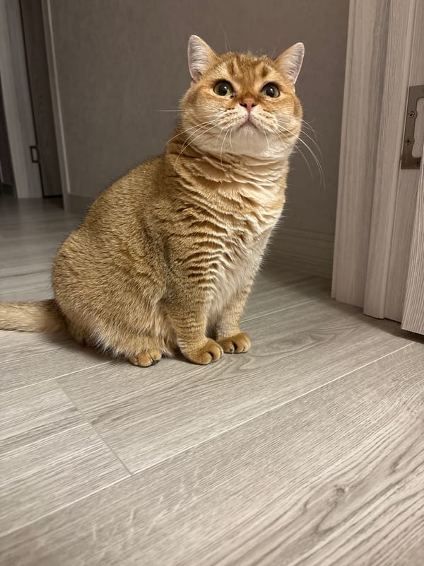 Cat photos and home details from a quiet evening in Засечное