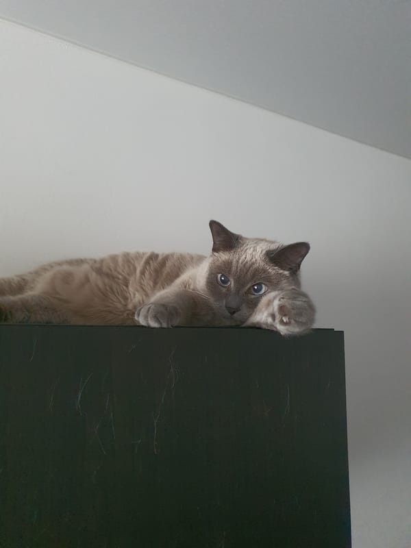 Siamese cat and mannequins in a Krasnoyarsk home workspace