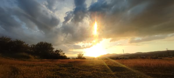 Golden grassland captured during sunset at undisclosed location
