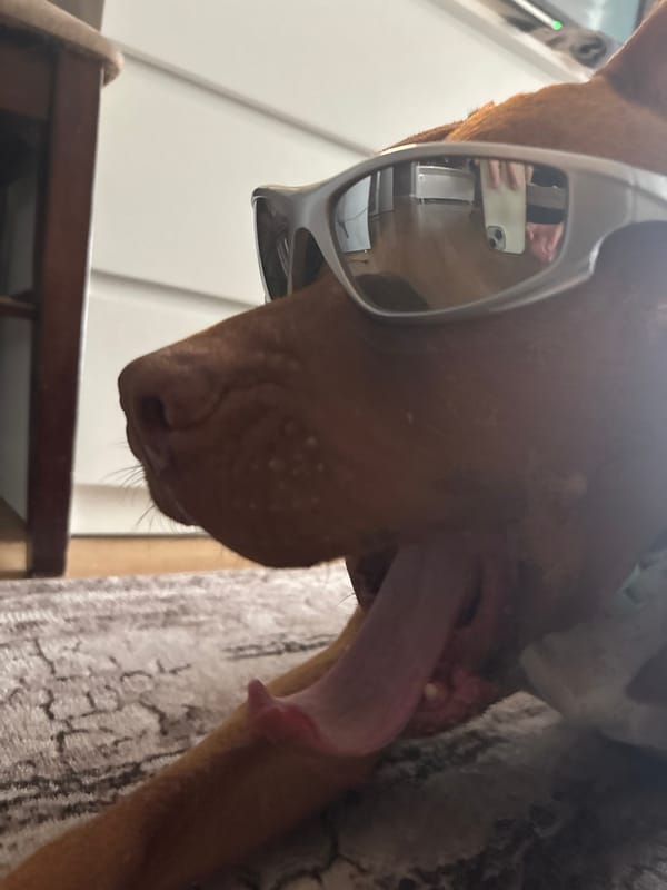 Dog in sunglasses photographed indoors in Sofia