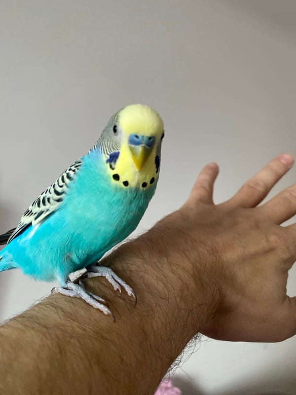 Mixed everyday moments captured including pet bird, toys, weather
