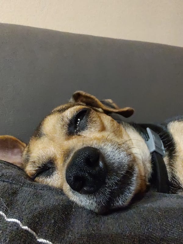 Dog napping at home in Tervel, caught in close-up detail