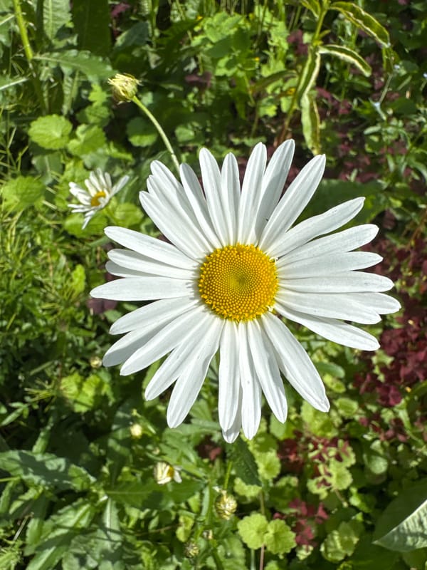 Garden daisy and a drowsy Pomeranian, Chaikovsky home