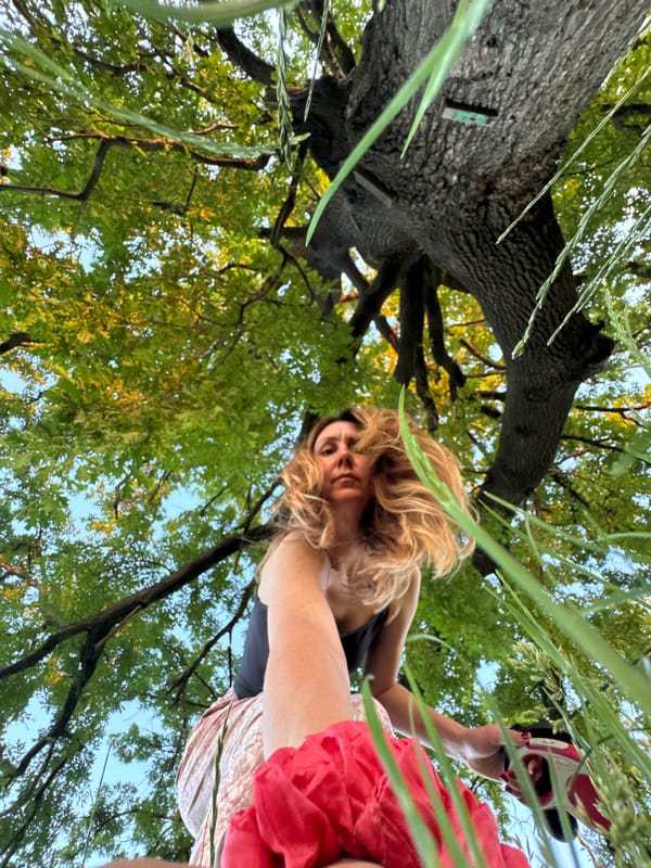 Golden hour at a landmark oak tree outside Sofia