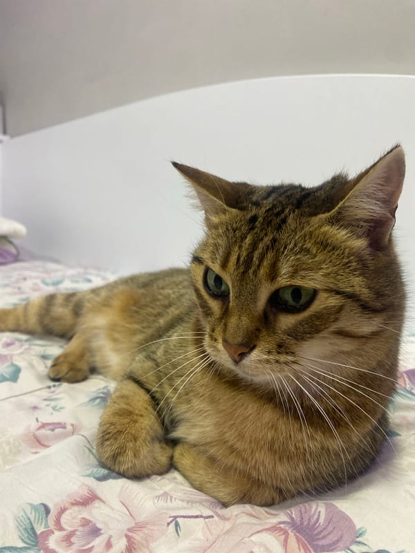 Alert tabby cat rests on floral comforter in bedroom