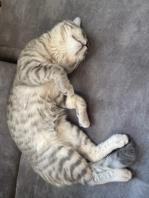 Cat naps on gray sofa in Novi Sad