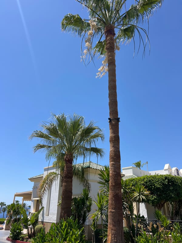 Sharm El Sheikh resort grounds and Red Sea coastline, summer morning