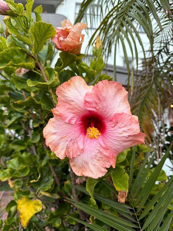 Tropical flowers bloom in Cape Town garden