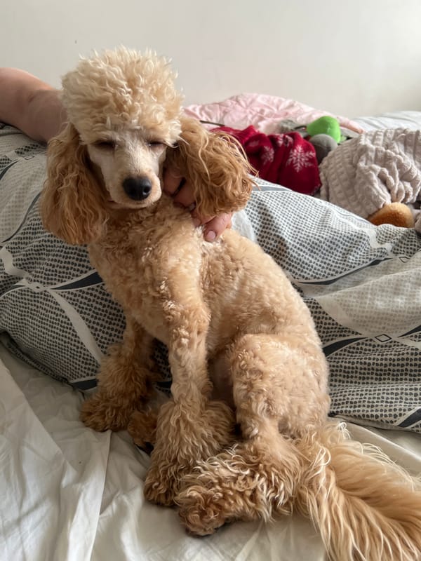 Poodle and chihuahua share a lazy morning on the bed