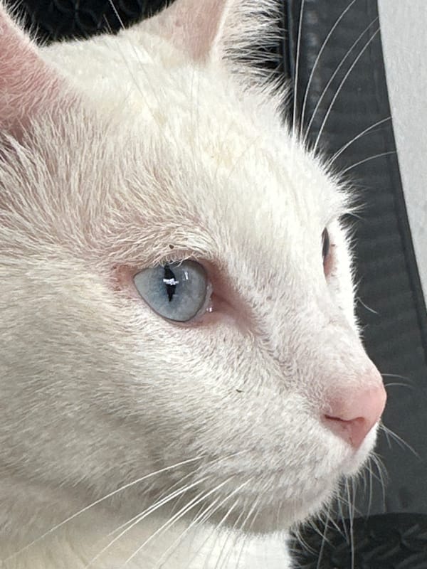Woman documents heterochromatic white cat in Sukawati, Indonesia
