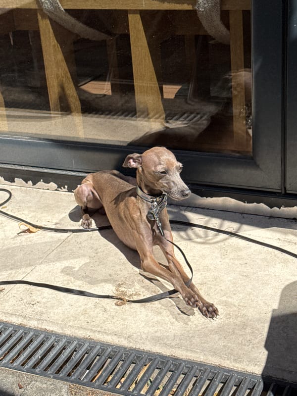 Italian Greyhound lounging on a Belgrade patio