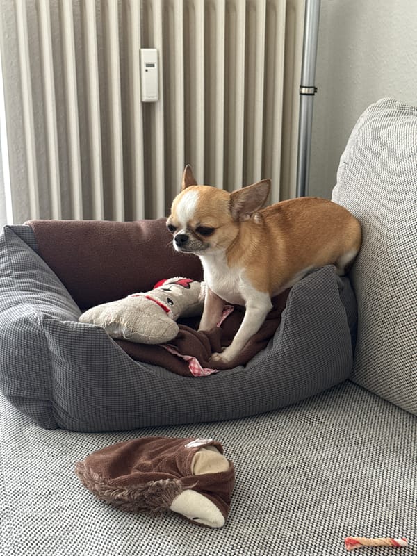 Small dog sleeps peacefully in Berlin home