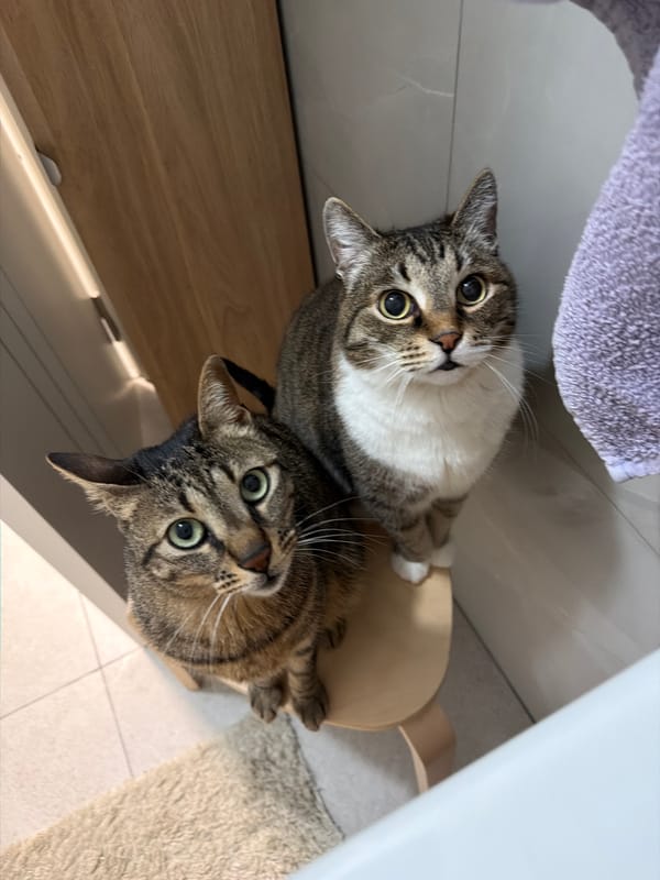 Two Cats Spotted on Bathroom Stand in Bat Yam