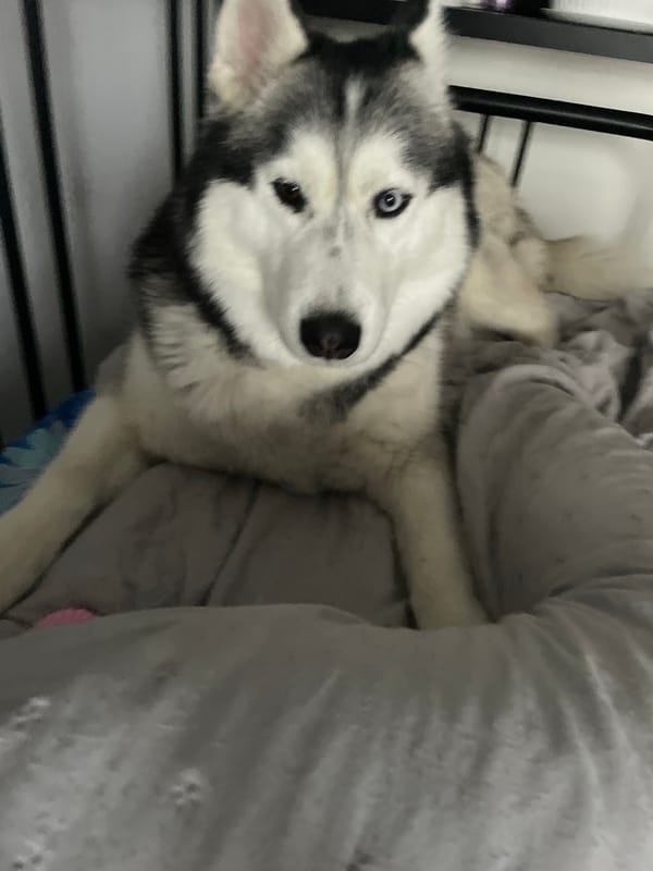 Heterochromatic Husky relaxes and plays with a purple toy