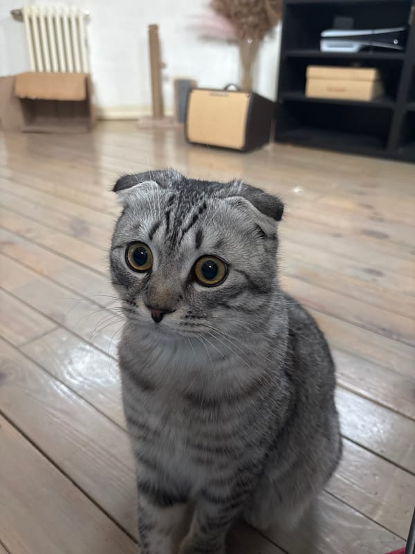 Scottish Fold cat photographed on wooden floor in Perm