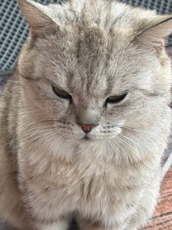 Pets, flowers, and selfies from a home in Sergeyevka