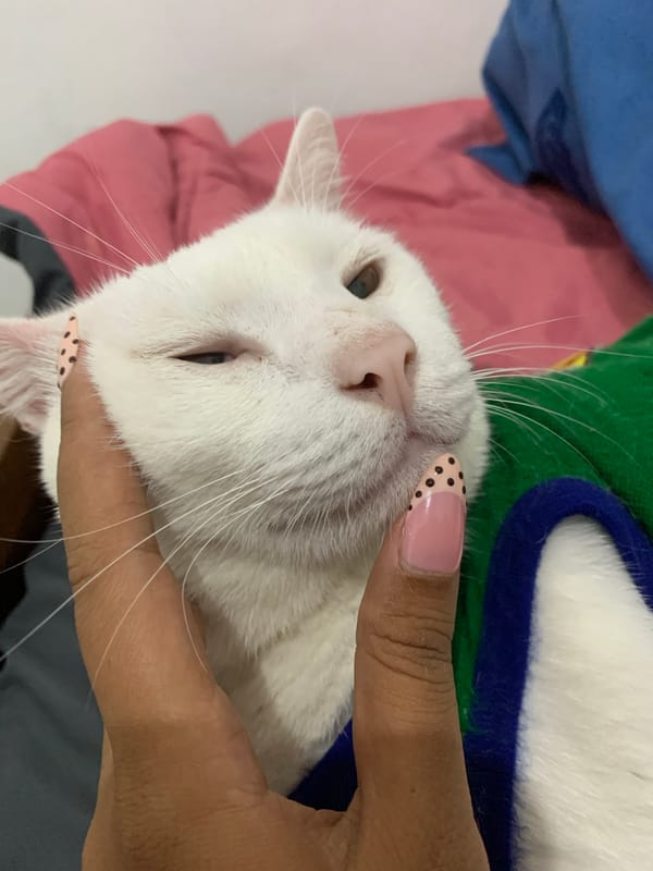 Lazy afternoon with a white cat in a green sweater