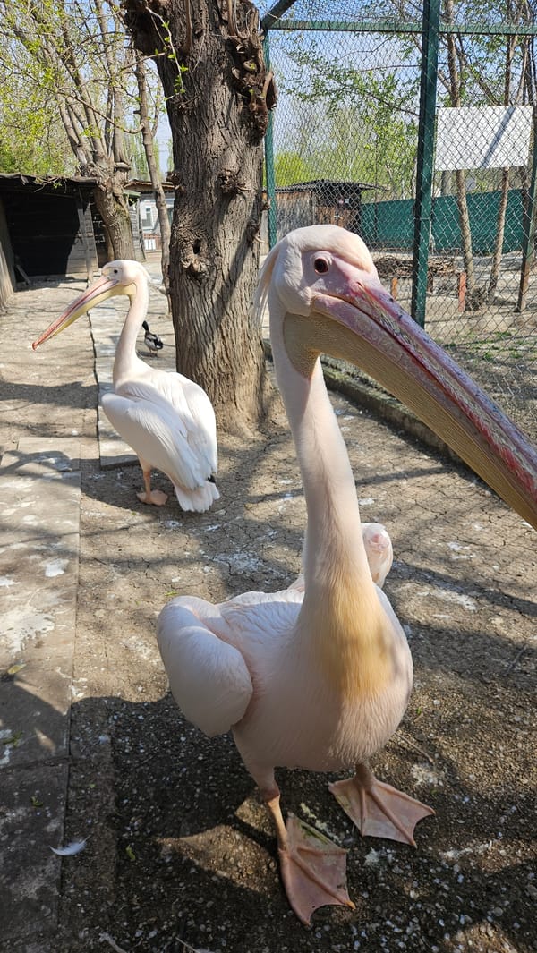 Pelicans observed at Stara Zagora Zoo enclosure