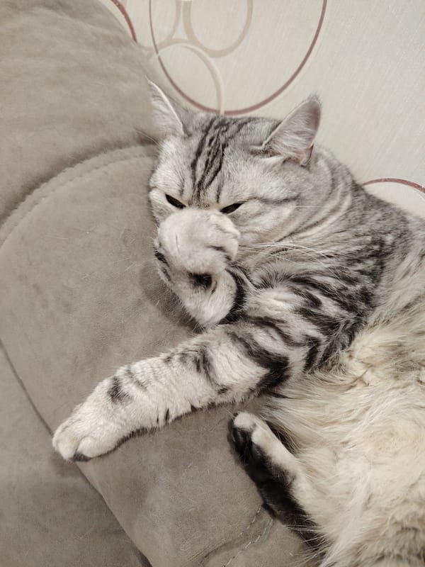 Lazy afternoon with cats lounging on couches and blankets