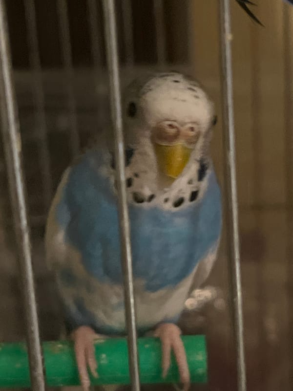 Pet budgerigars play in cage, Shumen Bulgaria
