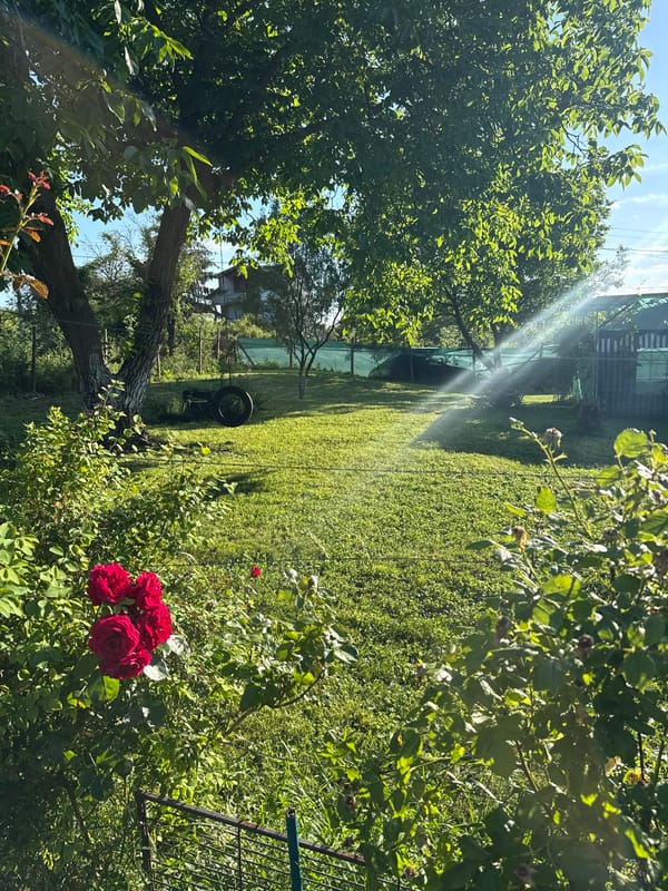 Summer afternoon in a Bulgarian garden — cherries, roses, and a dog