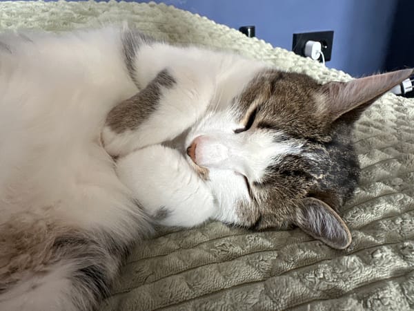Tabby cat naps peacefully in Krasnoyarsk morning