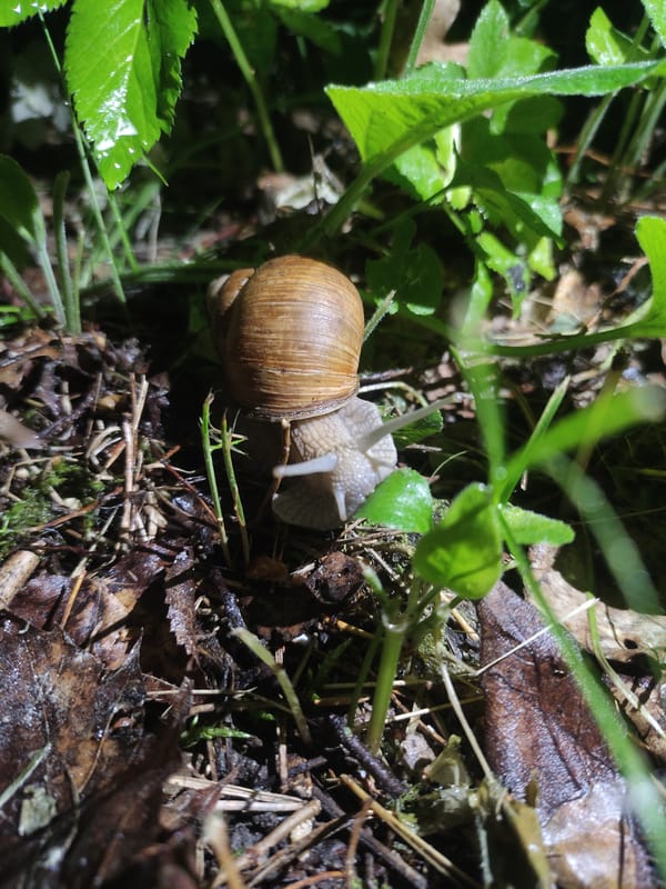 Snail observed foraging in Russian forest near Moscow