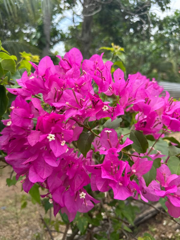 Morning scenes from Samal: beauty salon, pets, flowers