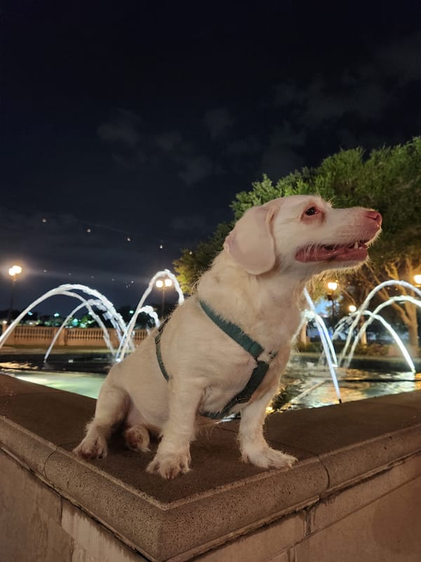 Late-night dog outing at Altamonte Springs' Crane Park