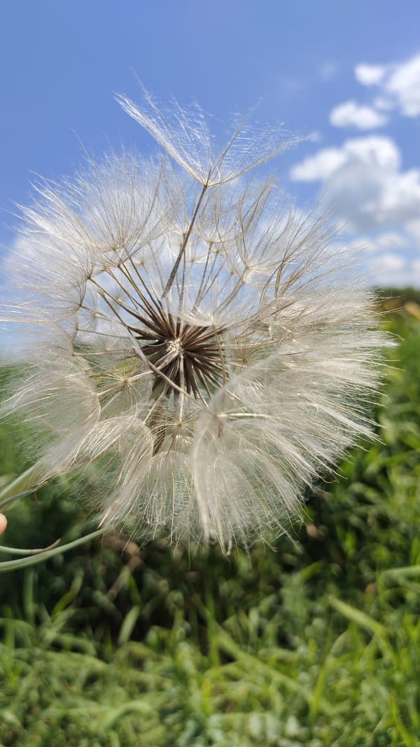 Summer walk through Taldykorgan's rural outskirts, wildflowers and back roads