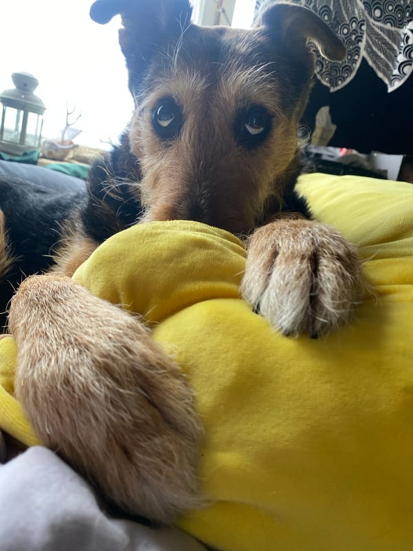 Dog rests on yellow cushion in Moscow
