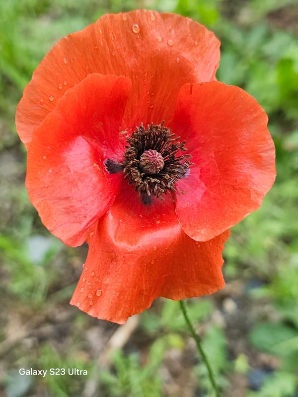 Early morning wildflowers documented along Karnobat roadside