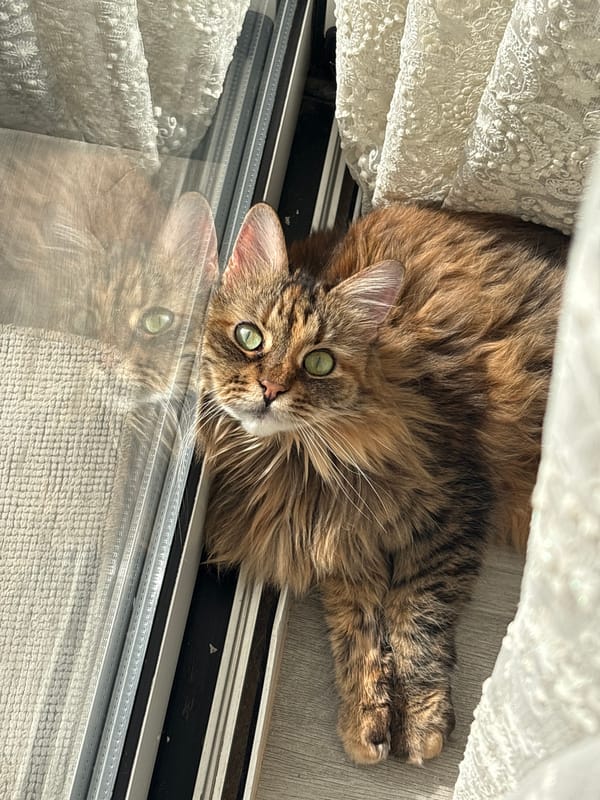 Cat, chandelier, crafting workspace documented in Montenegro coastal towns