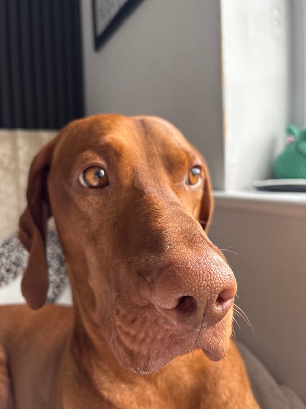 Vizsla dog photographed at home in Welwyn Hatfield