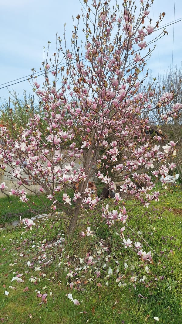 Spring scenes documented across mixed residential and park settings