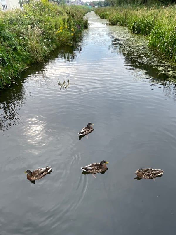 Ducks in a Zelenogradsk canal, plus one unexpected swimmer