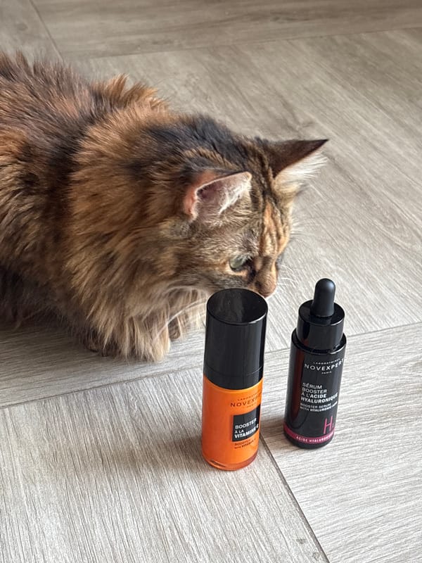 Samoyed dog feeding time captured in Bar, Montenegro