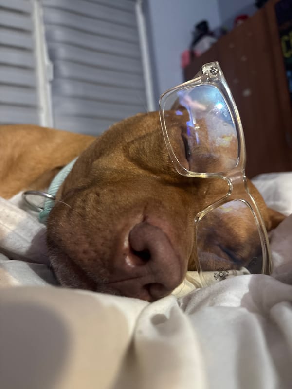 Brown dog photographed wearing glasses while resting in Sofia