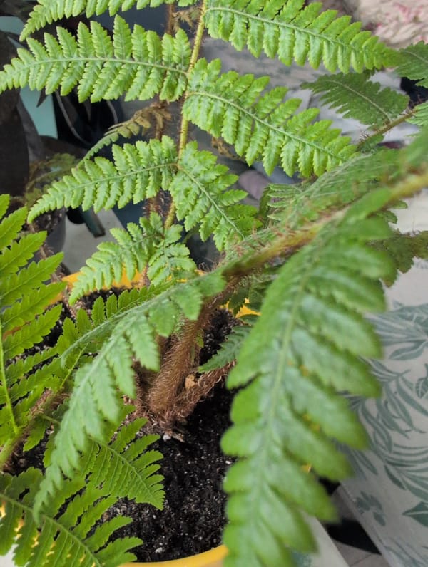 Close-up details of an indoor plant collection in Saint Petersburg