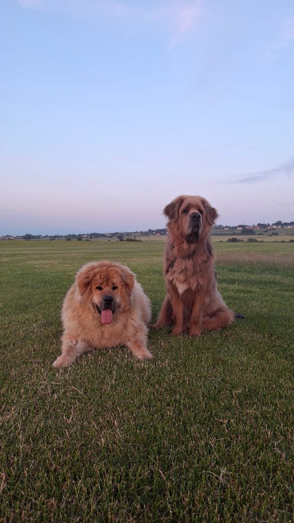Two Tibetan Mastiffs chilling on a grassy field in Russia