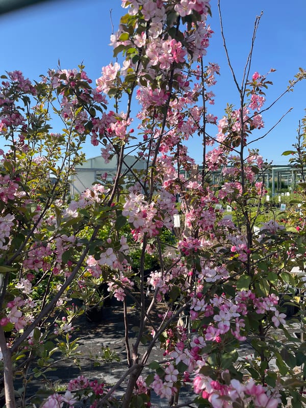 Spring blooms observed on tree in Pirogovo, Russia