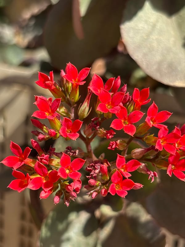 Venezuelan resident documents local flowers and streets in evening session