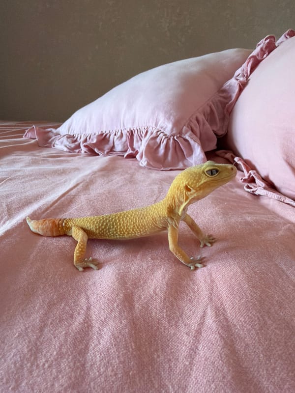 Villa stay in Mengwi: gecko, mirror selfies, festive street