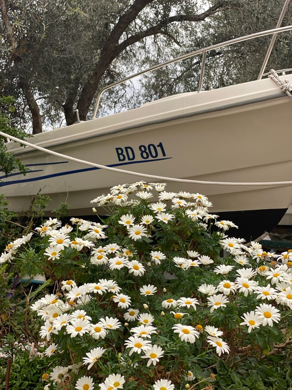 Boat BD 801 spotted among daisies in Sveti Stefan