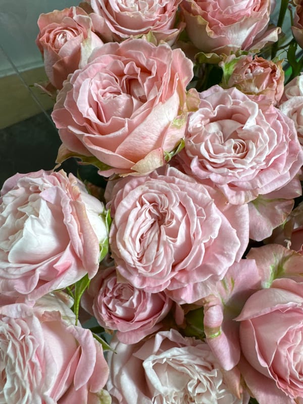 Rose bouquets photographed in detailed close-ups in Kamianske, Ukraine