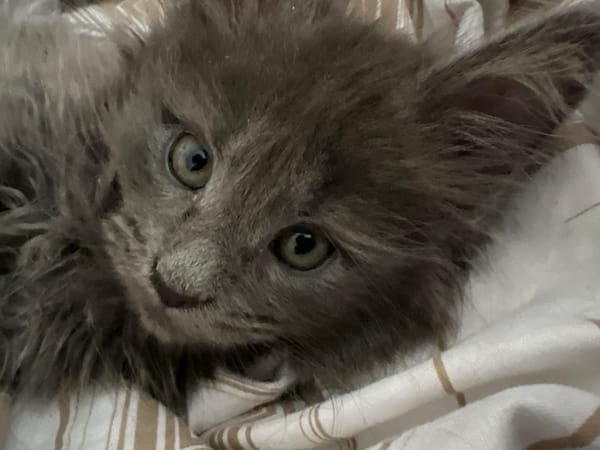Fluffy Maine Coon kittens chilling on blankets in Markova